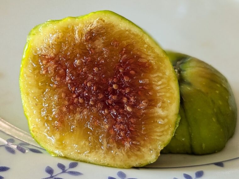 ficus-carica-toro-sentado-25-8-22