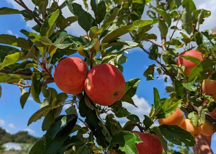 pomme-crisp-pink