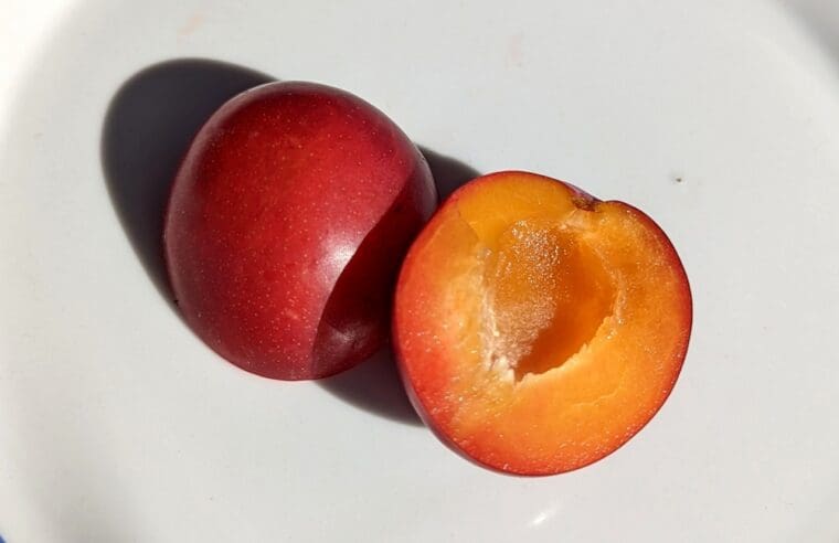 prunus-spring-flavour