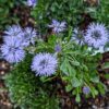 globularia cordifolia en fleurs (bleues)