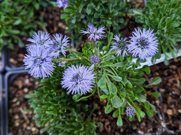 globularia cordifolia en fleurs (bleues)