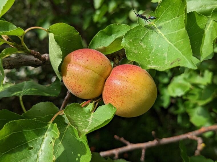 prunus-armeniaca-paviot