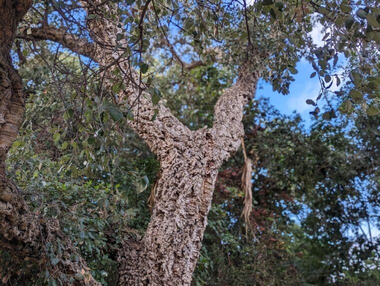 quercus-suber-chene-liege