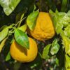 Deux fruits d'ichanglemon sur une branche feuillue