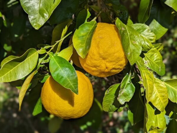 Deux fruits d'ichanglemon sur une branche feuillue