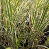 plusieurs plantes de miscanthus variegata