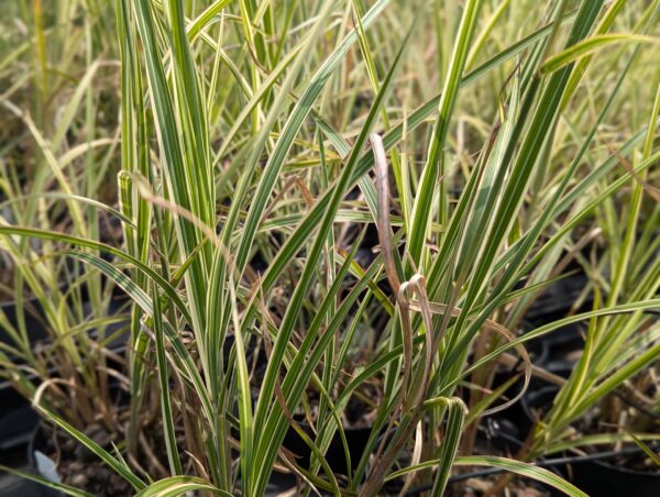 plusieurs plantes de miscanthus variegata