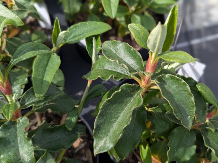 cistus-laurifolius-5-25