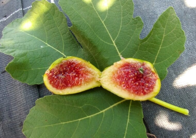 Ficus-carica-brooklyn-white