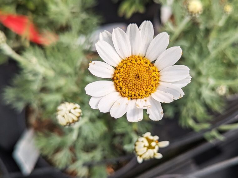 rhodanthemum-4-25-casablanca