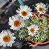 5 fleurs de rhodanthème casablance dans un pot