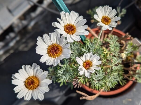 5 fleurs de rhodanthème casablance dans un pot