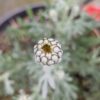 bouton floral rhodanthème casablance prête à s'ouvrir
