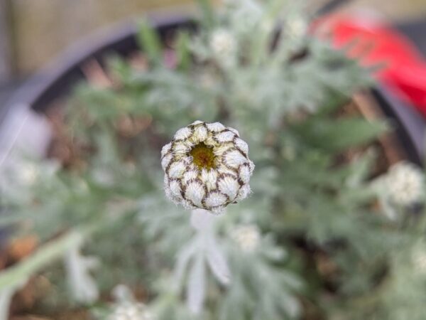 bouton floral rhodanthème casablance prête à s'ouvrir