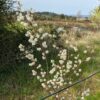 floraison blanche de l'amelanchier x grandiflora princess diana