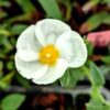 Ciste psilocephalus avec fleur blanche