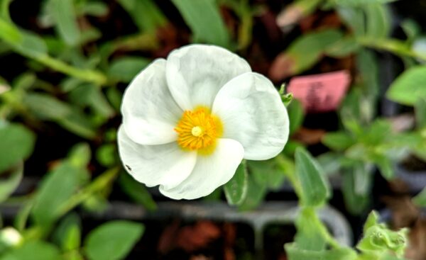 Ciste psilocephalus avec fleur blanche