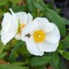 2 fleurs de ciste psilocephalus avec un insecte dessus