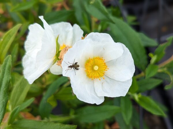 2 fleurs de ciste psilocephalus avec un insecte dessus
