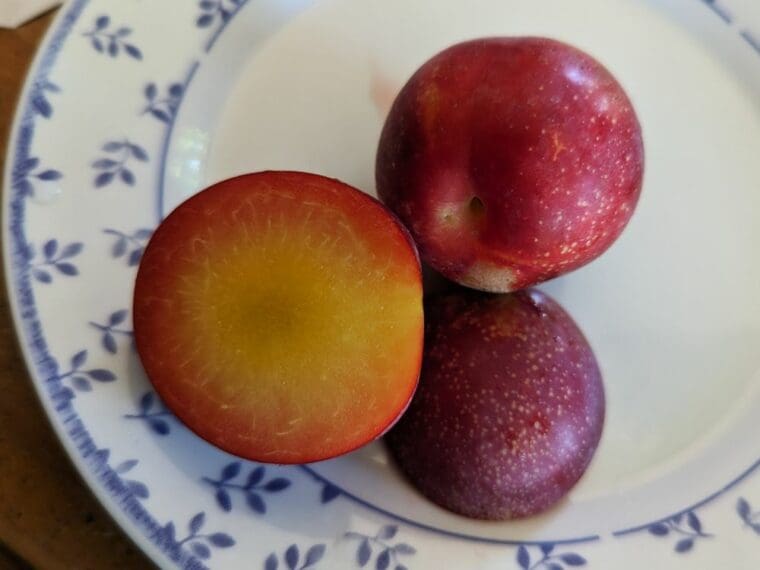 prune-cerise-sweat-treat
