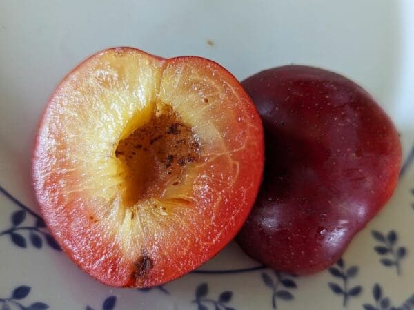 Fruit du prune x cerise sugar twist