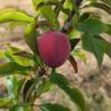 Un joli fruit d'une hybride prune cerise, "Candy Heart", rouge foncé, sur une branche feuillue