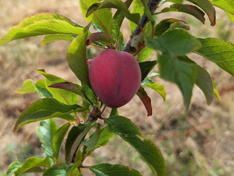 prunus-candy-heart-25-6