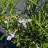romarin à verbenone à fleur blanche utilisé en recherche alzheimer