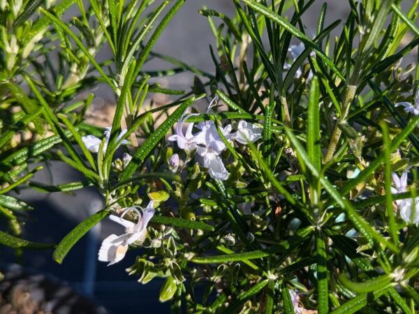 romarin à verbenone à fleur blanche utilisé en recherche alzheimer