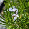 romarin à verbenone à fleur blanche utilisé en recherche alzheimer