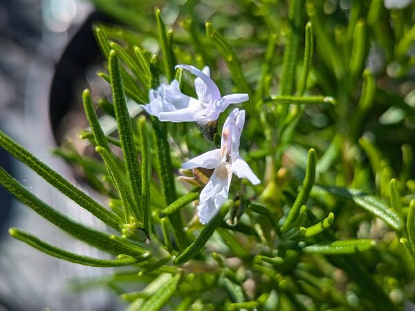 romarin à verbenone à fleur blanche utilisé en recherche alzheimer