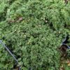 thym couvre-sol, aspect mousse