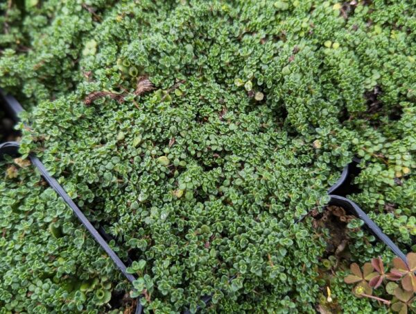 thym couvre-sol, aspect mousse