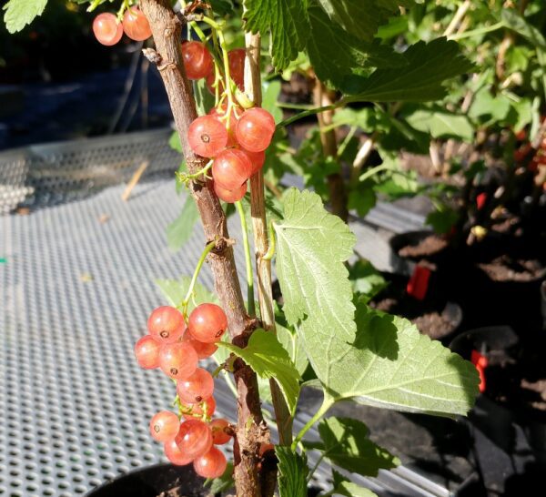 Groseillier à fruits roses gloire des sablons