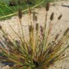 Pennisetum alocuperoides en fleur
