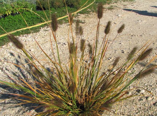 Pennisetum alocuperoides en fleur