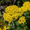 Couvre sol Achillea millefolium Desert Eve à fleurs jaunes