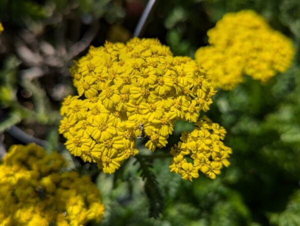 Couvre sol Achillea millefolium Desert Eve à fleurs jaunes