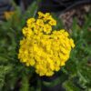 Fleur jaune de Achillea millefolium Desert Eve sur feuillage vert
