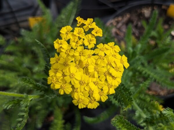 Fleur jaune de Achillea millefolium Desert Eve sur feuillage vert