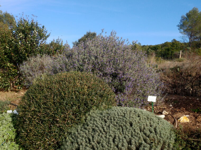 Teucrium-phillaire-santoline