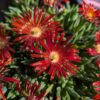 Delosperma Feuersturm à grandes fleurs rouges brique sur feuillage vert bleuté