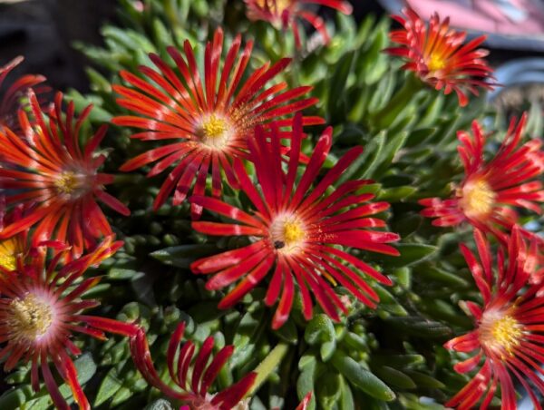 Delosperma Feuersturm à grandes fleurs rouges brique sur feuillage vert bleuté
