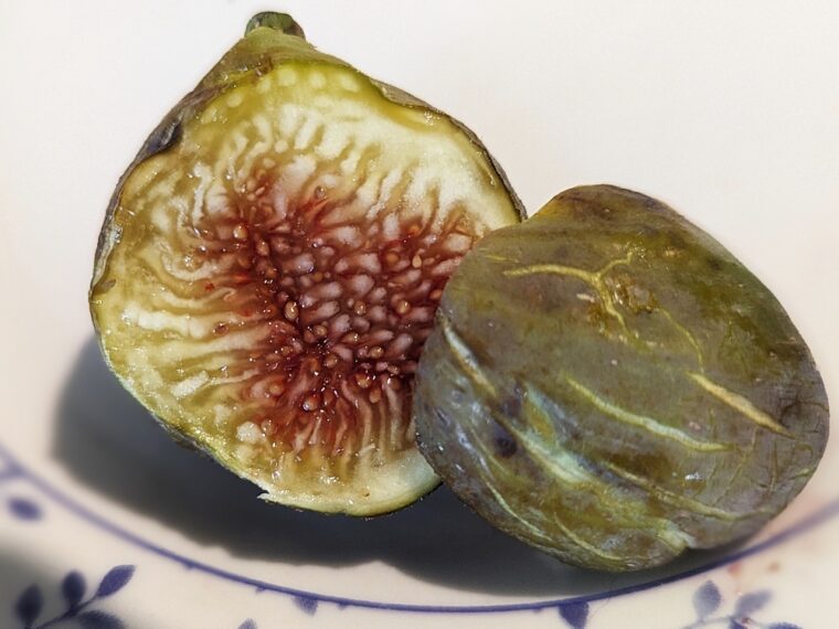 ficus-carica-PII28