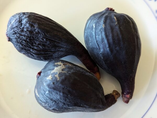 3 figues bleu, little miss figgy, sur une assiette