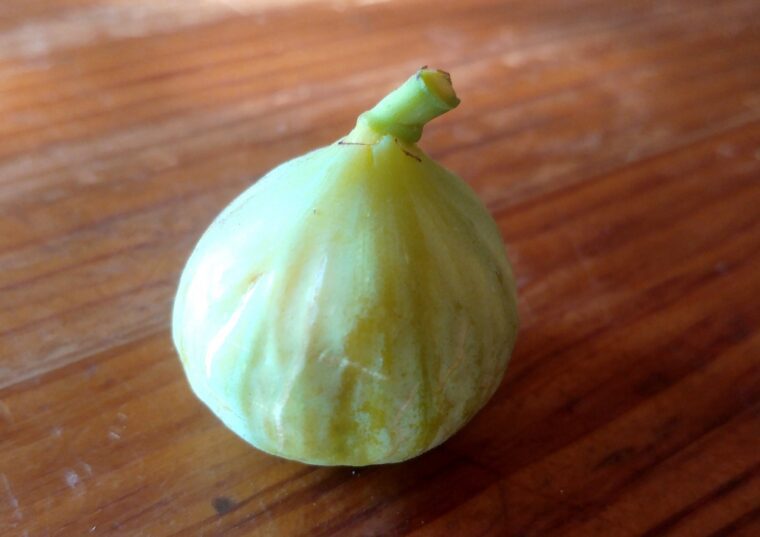 ficus-carica-campagniere