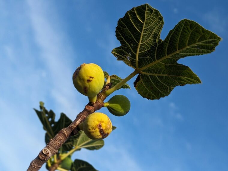 ficus-carica-verdino