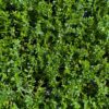 couvre sol pour jardin sec Herniaria glabra à feuilles vertes