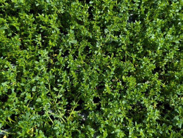couvre sol pour jardin sec Herniaria glabra à feuilles vertes