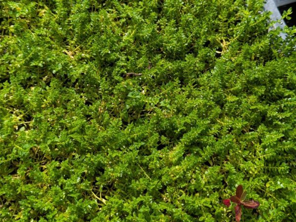 Beau couvre-sol vert pour jardin sec Herniaria glabra au mois d'août